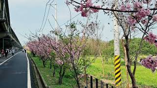 Vlog 91 新竹頭前溪河濱公園自行車道 2024, February 20