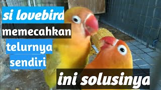 Burung Lovebird memecahkan telurnya sendiri