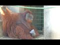 リリーとイーバン（lily and eban）　市川動植物園　オランウータン　202310