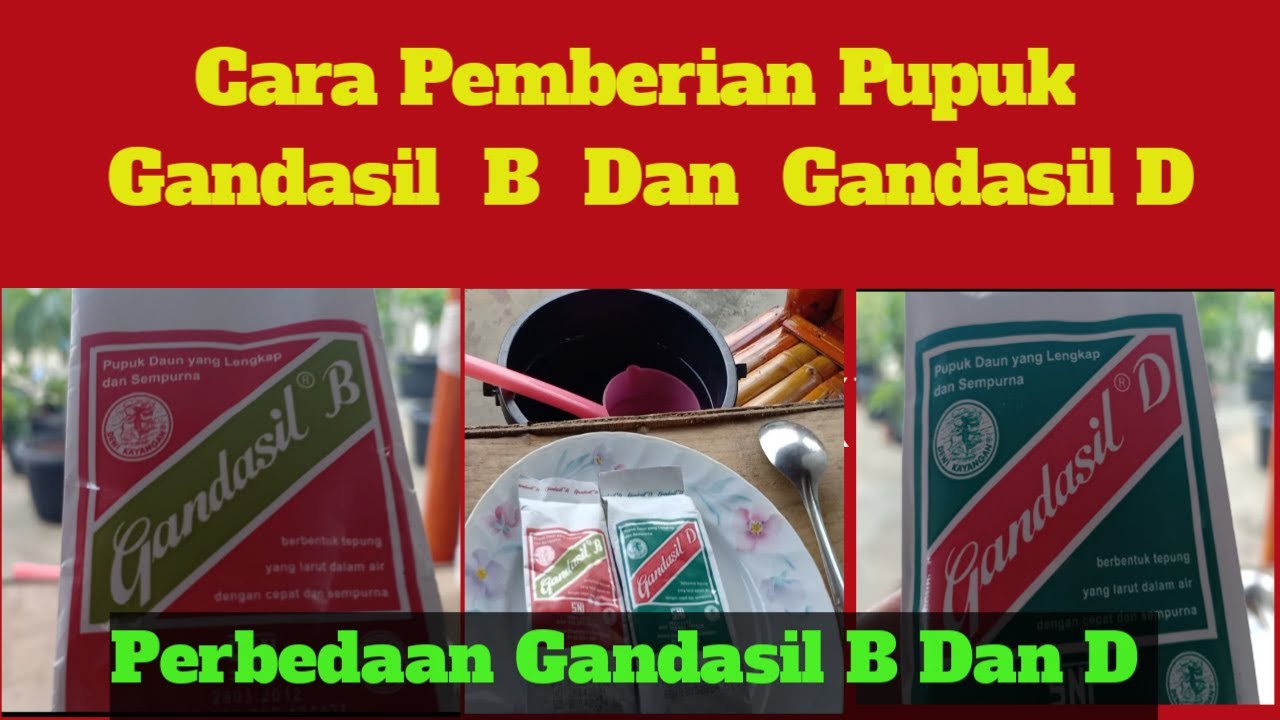 Cara Mengunakan Pupuk Gandasil B Dan D Untuk Tanaman - YouTube