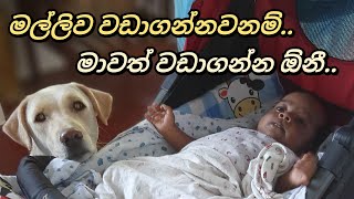 වඩාගන්න ජරමරේ...සදම් පුතයි,නෙකීබබයි..