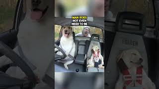 He taught his dogs how to drive ❤️
