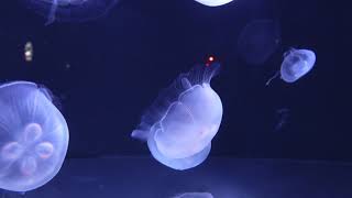 (4K) Jellyfish Aquarium ~ Relaxing Music, Study, Meditation & Yoga