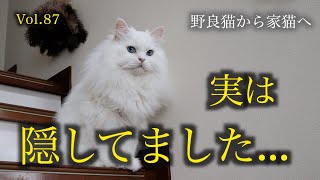 実は隠していた事があります...What was Shiro-chan, the stray cat who became a house cat, hiding?