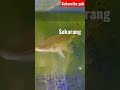 ikan aligator dulu dan sekarang #shorts