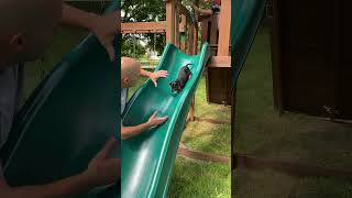 The Funniest Animal Videos Of The Decade 😹