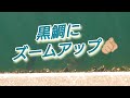 上から見える黒鯛(過去動画の再編集)