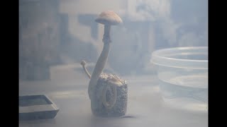 Mushroom Timelapse Montage