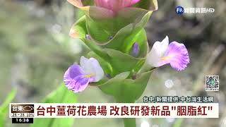 台中薑荷花盛開 繽紛花海吸遊客打卡｜華視台語新聞 2022.09.07