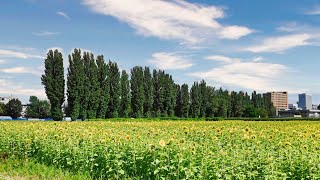 北海道大学の四季　2022 夏／ヒマワリ畑とポプラ並木