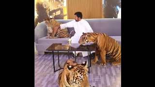 Dubai sheikh playing with tigers 🐅 🐯  🏡 #dubaisheikh #hamdan #dubaiprince #Shorts