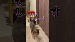 アビシニアンとは その4 #shorts #猫 #アビシニアン