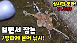 지금이 바로 대물 시즌인 이것! 한적한 항구에서 워킹 문어낚시!+포공(포인트공개!)