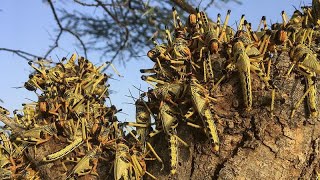 Des insectes prêts pour les assiettes européennes ?