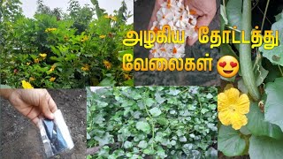 அழகிய தோட்டத்து வேலை😍 #plants #garden #tips #flower #vegetables #spinach #thuthuvalai #youtube #yt