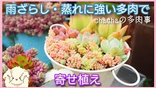 【多肉植物】雨ざらし・蒸れに強い多肉で寄せ植え🌱✨