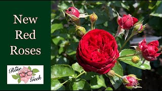 🌹 New Red Roses in Raised Beds