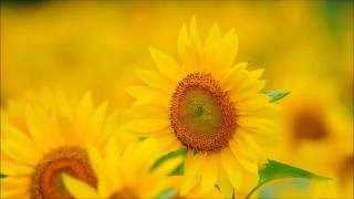 sunflower　ひまわり　2016年7月　「北海道の絶景」