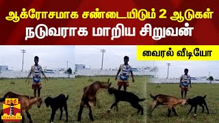 ஆக்ரோசமாக சண்டையிடும் 2 ஆடுகள்...நடுவராக மாறிய சிறுவன்...வைரல் வீடியோ