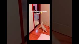 #funny #cat #pet #catdog #catshorts #funnycats #catvideos