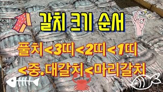 목포 먹갈치 크기를 알아야 구입을하지/목포 먹갈치 크기 설명 👍👌🎤📐