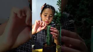 How to graft a variegated astrophytum myrio cactus