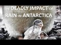 Just Warming Up? The Deadly Impact of Rain in Antarctica