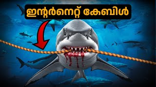 Shark V/S Internet | shark ഇൻറർനെറ്റ് കേബിൾ കടിച്ചാൽ 😱