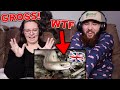 Americans React to British Animals You Won't Find in America!