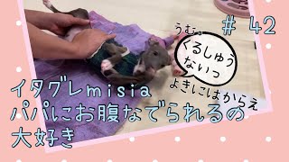 パパにお腹を撫でられるのが大好きなイタグレmisia【生後96日】【イタリアングレーハウンド】【子犬】【イタグレ】【イタグレパピー】