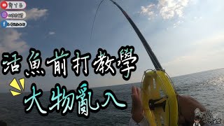 前打 活魚放流教學 遇到大物亂入  小魚下去 馬上讓你換大魚上來  GAMAKATSU慶良間2代 金里淇牛車輪