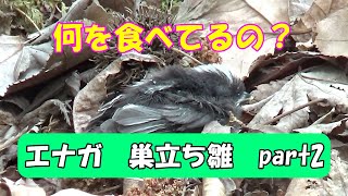 エナガ　巣立ち雛  Part2　何を食べてるの？