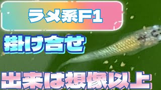 ラメ系掛け合せ1ヶ月！出来は想像以上のメダカに！