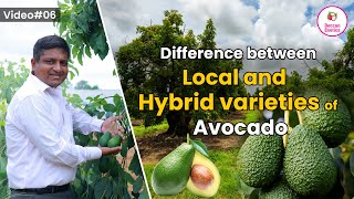 Difference Between Local and Hybrid Varieties of Avocado? || All Avocado Varieties Explained