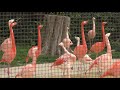 flamingo whole behavior　フラミンゴ、全体行動 天王寺動物園