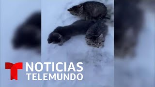 Buen samaritano rescata a tres gatitos con un café | Noticias Telemundo