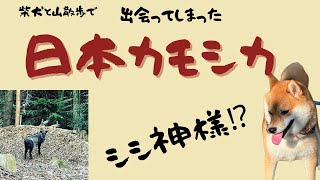 柴犬と日本カモシカ　まさかの遭遇