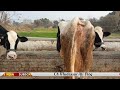 how to check milking animals 8 attributes of good milking animals how to read animal body score