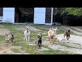 Baby goats meet big kids!