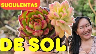 15 SUCULENTAS DE SOL COM DICAS DE COMO CUIDAR