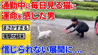 【2ch動物スレ】通勤中に毎日見かける猫に運命を感じた男→予想できない結末に...