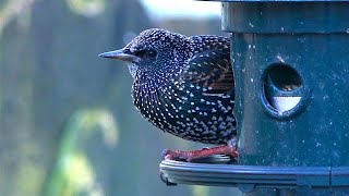 European Starling (Sturnus vulgaris) - Bunhill Fields Burial Ground - London UK