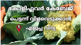 കണ്ണുചിമ്മുന്ന നേരം കൊണ്ട് വളരാനും വിളവെടുക്കാനും | cabbage krishi malayalam | cauliflower krishi