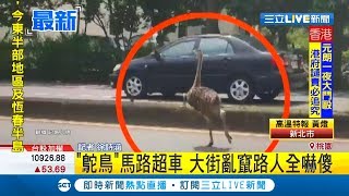 鴕鳥蹺家馬路上狂奔  超車闖紅燈路人全看傻眼｜【萌寵54來當家】20190722｜三立新聞台