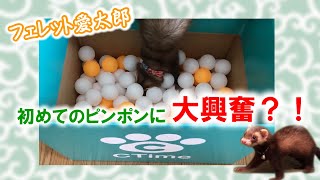 【フェレット赤ちゃん】愛太郎、初めてピンポン玉に埋もれて大興奮？！