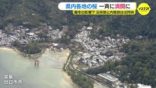 続々と桜が満開！世界遺産・宮島＆黄金山に土師ダム…　満開の桜名所を空から　この春は沿岸部と北部でほぼ同時に満開に