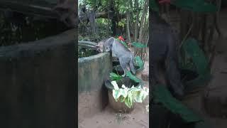 වතුර බොනො වගේ මාලු ඇල්ලිම🐈😒#viral short#funny video#joke#cute cat #pigeon #catee #animals #imarati#