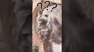 Why People Shave Horse Hair ? 😱😲/#ytshorts​ #youtubeshorts​ #shorts​ #horse​ #islam​