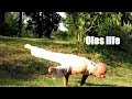 Olos life - Roots - Energy tonification - Yoga dinamico (lezioni di yoga con Daniele Morganti)