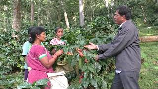 Coffee Harvesting Method TRICOR  ITDA Paderu